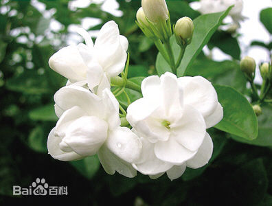 菲律宾国家象征和风俗民情